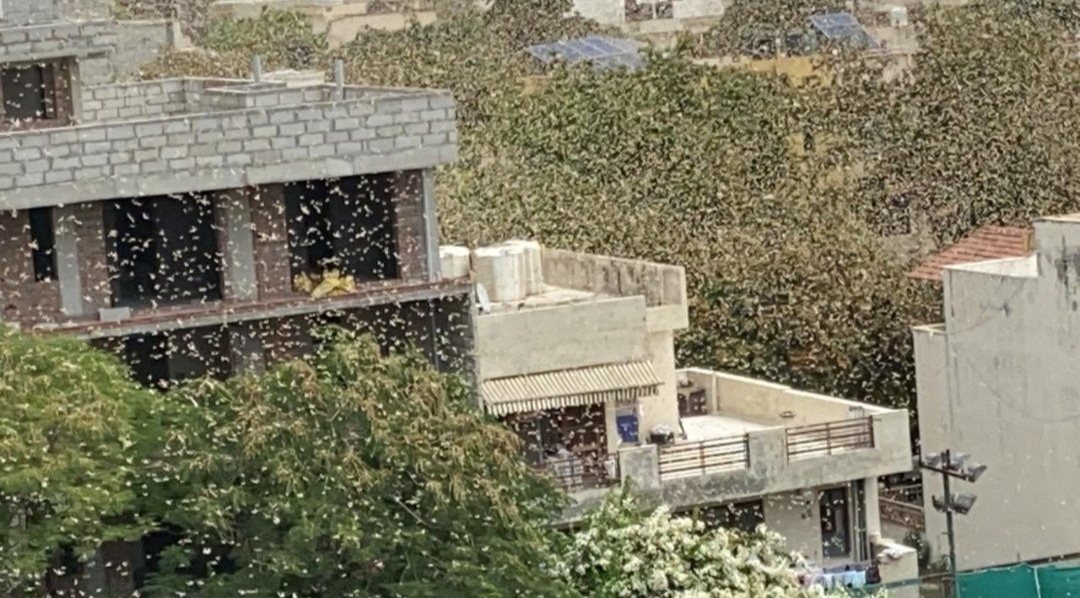 कोरोना से परेशान लोगों के बीच टिड्डियों का कहर, देखें तस्वीरें... कोरोना से परेशान लोगों के बीच टिड्डियों का कहर, देखें तस्वीरें...