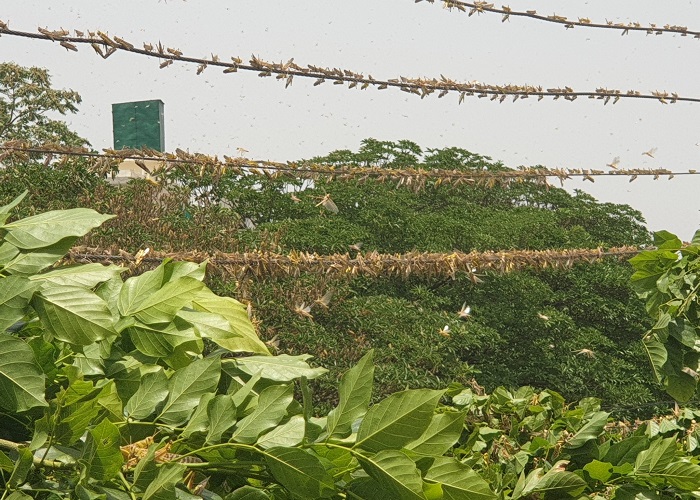 कोरोना से परेशान लोगों के बीच टिड्डियों का कहर, देखें तस्वीरें... कोरोना से परेशान लोगों के बीच टिड्डियों का कहर, देखें तस्वीरें...
