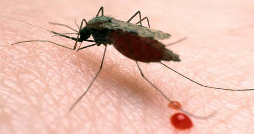 #WorldMalariaDay : 30 वर्षों की मेहनत के बाद दुनिया को मिला पहला मलेरिया वैक्सीन #WorldMalariaDay : 30 वर्षों की मेहनत के बाद दुनिया को मिला पहला मलेरिया वैक्सीन
