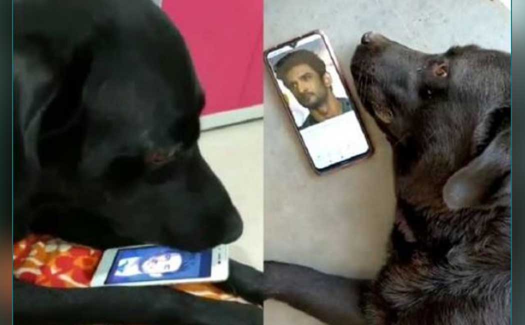 Pic: सुशांत की मौत के बाद सदमे में है उनका doggy, खाना-पीना छोड़ देख रहा उनकी तस्वीरें Pic: सुशांत की मौत के बाद सदमे में है उनका doggy, खाना-पीना छोड़ देख रहा उनकी तस्वीरें