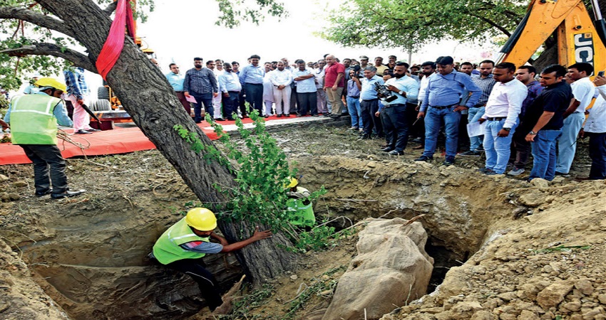 दिल्ली में पेड़ कटेंगे नहींं शिफ्ट होंगे, केजरीवाल सरकार लाई Tree Transplantation पॉलिसी दिल्ली में पेड़ कटेंगे नहींं शिफ्ट होंगे, केजरीवाल सरकार लाई Tree Transplantation पॉलिसी