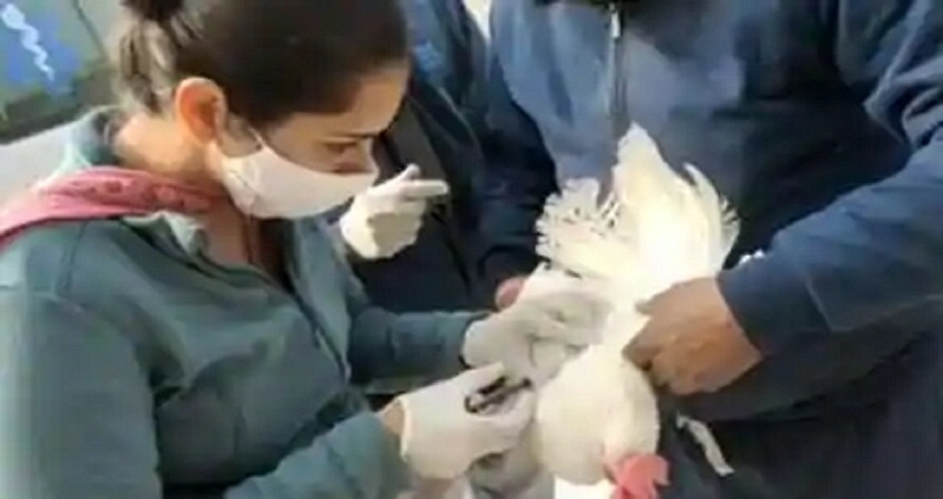 देश में बढ़ते Bird Flu को लेकर केजरीवाल सरकार सतर्क, जारी किए ये दिशा निर्देश देश में बढ़ते Bird Flu को लेकर केजरीवाल सरकार सतर्क, जारी किए ये दिशा निर्देश