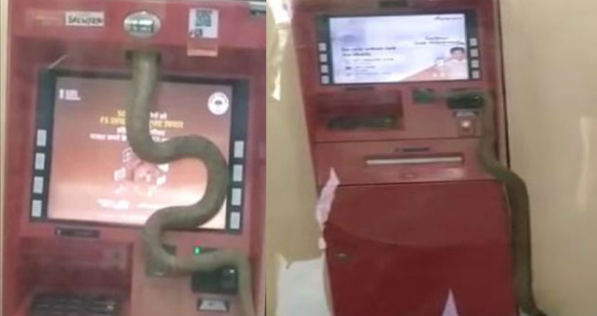 जब ATM में इंसान की जगह दिखाई दिया सांप, इलाके में मचा हड़कंप जब ATM में इंसान की जगह दिखाई दिया सांप, इलाके में मचा हड़कंप