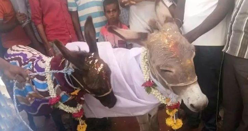 गधी के मरने से परेशान था गधा, करवाई गई शादी गधी के मरने से परेशान था गधा, करवाई गई शादी