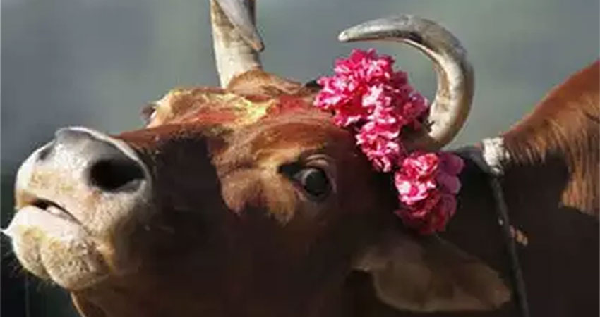 हिमाचल प्रदेश में हुई केरल जैसी घटना, गाय को खिलाया विस्फोटक पदार्थ, उड़ा जबड़ा हिमाचल प्रदेश में हुई केरल जैसी घटना, गाय को खिलाया विस्फोटक पदार्थ, उड़ा जबड़ा
