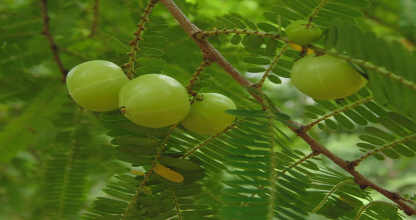 आंवले के साथ अन्य वनस्पतियों की भी खेती करेगा प्रतापगढ़ आंवले के साथ अन्य वनस्पतियों की भी खेती करेगा प्रतापगढ़