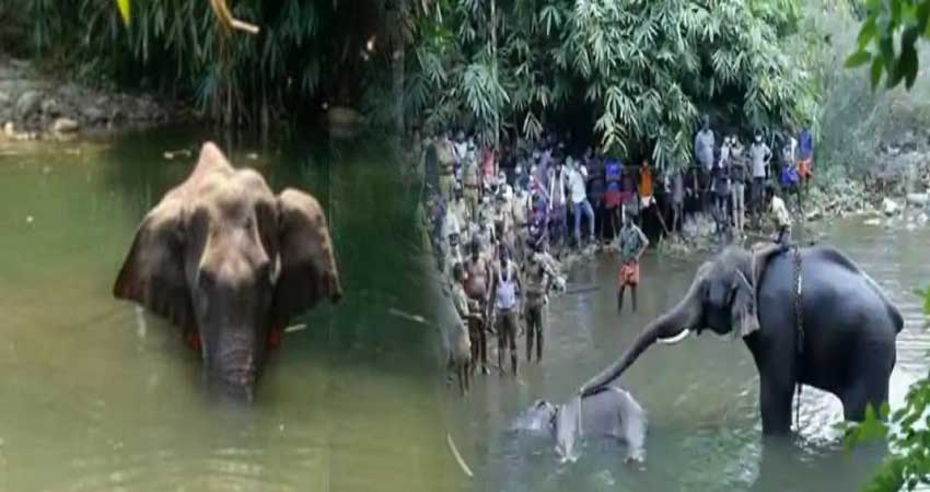 गर्भवती हथिनी की हत्या की जांच में हुआ बड़ा खुलासा, गलती से खाया पटाखे से भरा फल! गर्भवती हथिनी की हत्या की जांच में हुआ बड़ा खुलासा, गलती से खाया पटाखे से भरा फल!