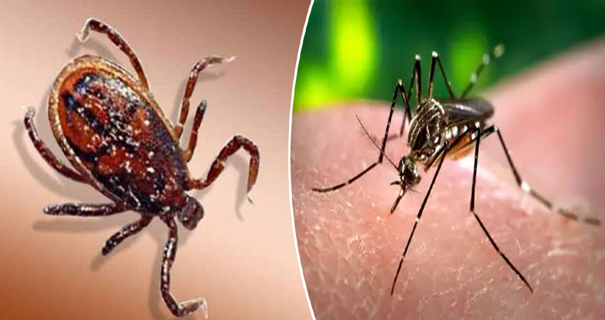 हिमाचल: स्वास्थ्य विभाग की चेतावनी, साल 2019 में इन बीमारियों का बढ़ेगा आतंक हिमाचल: स्वास्थ्य विभाग की चेतावनी, साल 2019 में इन बीमारियों का बढ़ेगा आतंक