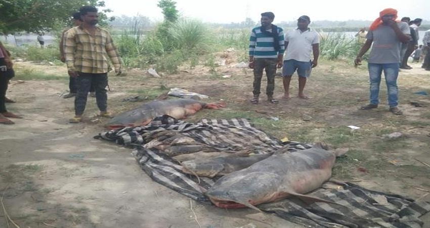 ब्यास नदी का पानी जहरीला होने से लाखों मछलियों की मौत, अलर्ट जारी ब्यास नदी का पानी जहरीला होने से लाखों मछलियों की मौत, अलर्ट जारी