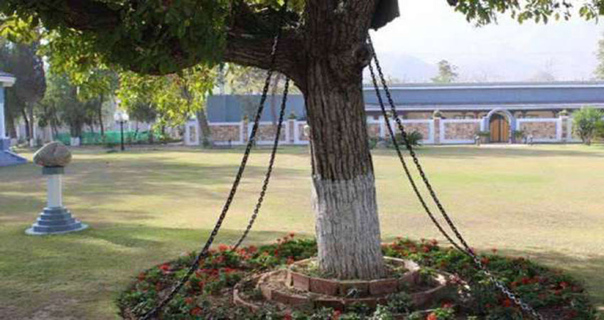 121 वर्षों से कैद है यह पेड़, नहीं मिल रही मुक्ति 121 वर्षों से कैद है यह पेड़, नहीं मिल रही मुक्ति