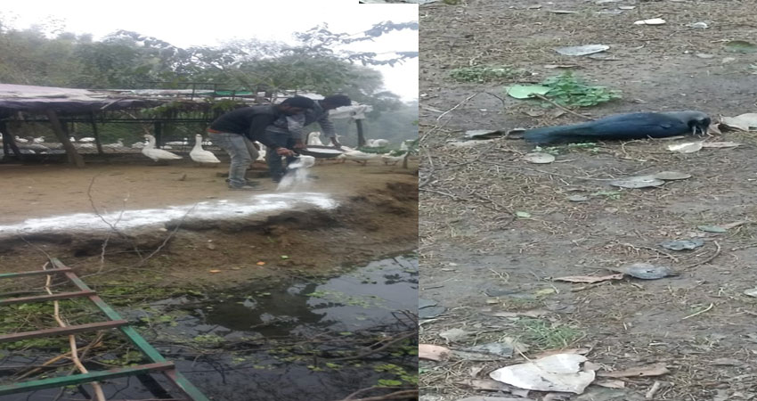 दिल्ली में बर्ड फ्लू: लालकिला व जंतर-मंतर पर भी मिले मृत पक्षी दिल्ली में बर्ड फ्लू: लालकिला व जंतर-मंतर पर भी मिले मृत पक्षी
