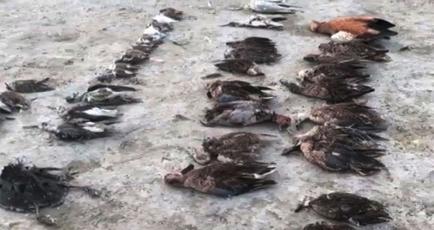 राजस्थान: बर्ड फ्लू नहीं, इस वजह से हुई सांभर झील में पक्षियों की मौत, जानें राजस्थान: बर्ड फ्लू नहीं, इस वजह से हुई सांभर झील में पक्षियों की मौत, जानें