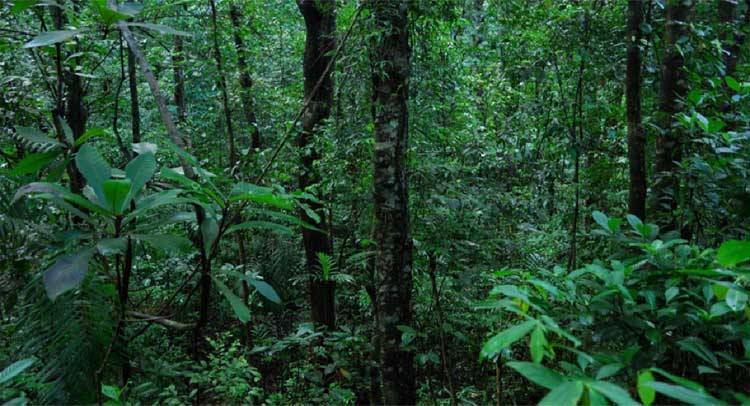 गजब! क्या रात में चमकने वाला ये जंगल देखा है आपने? -  mysterious-glowing-forests-of-western-ghat-in-india-will-surprise-you
